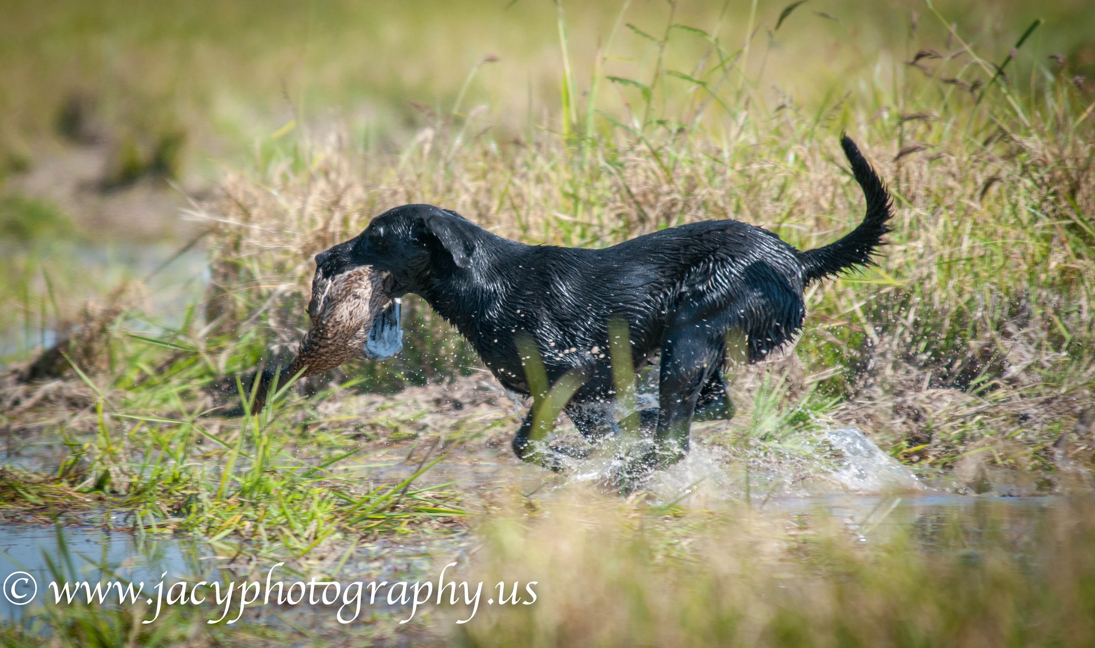 Taylor's Hammerin' Deken | Black Labrador Retriver