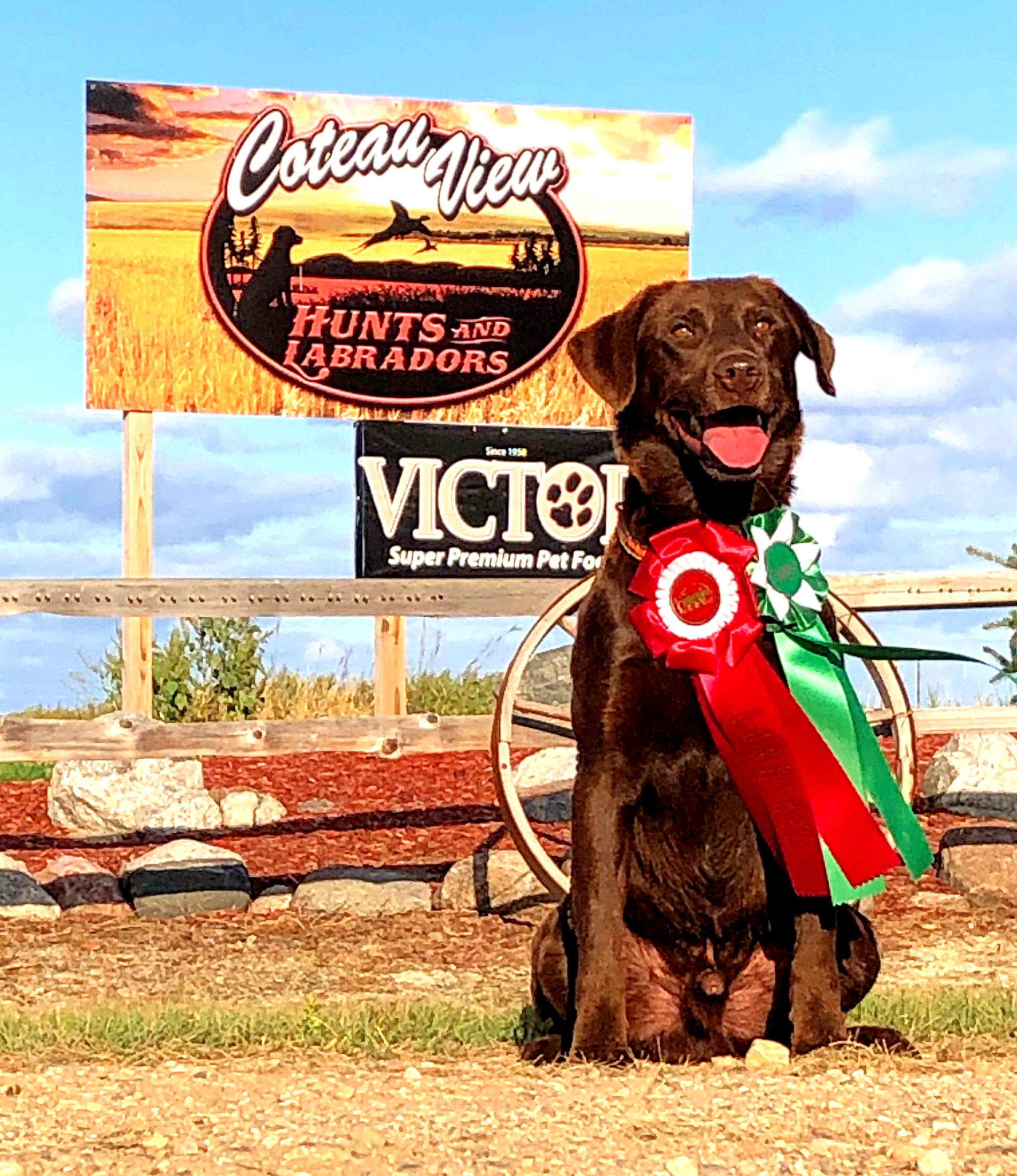 GMPR Trinity’s Newest Contender SH | Chocolate Labrador Retriver