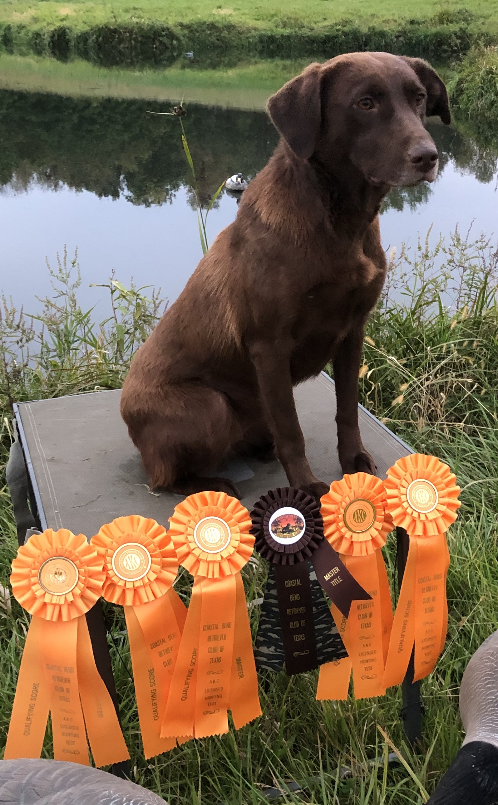 Silver Lake Mountain Top Rebel JH | Chocolate Labrador Retriver