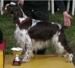 Parsifal Elegance della Giuliana | English Springer Spaniel 