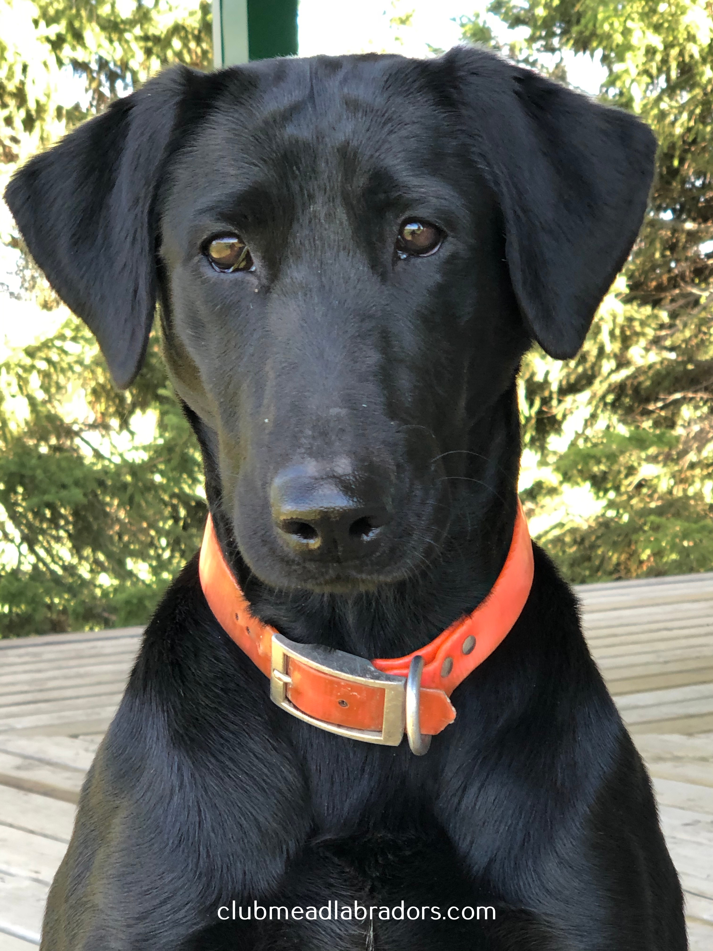 Clubmead's Geez Leweez | Black Labrador Retriver