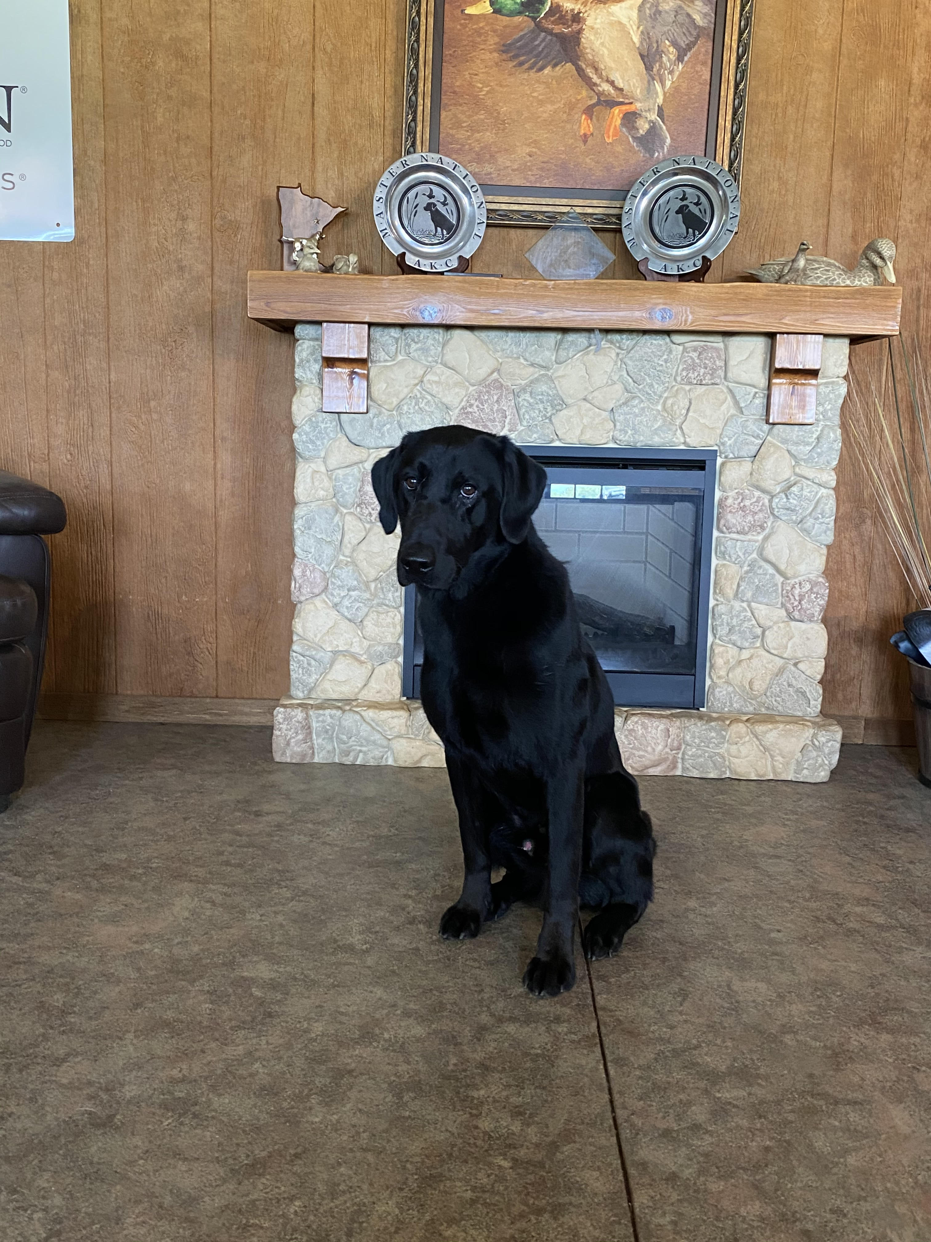 Lightnin' Storm's Badgering The Witness | Black Labrador Retriver