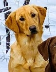 Big Cottonwood's Code Of The West | Yellow Labrador Retriver