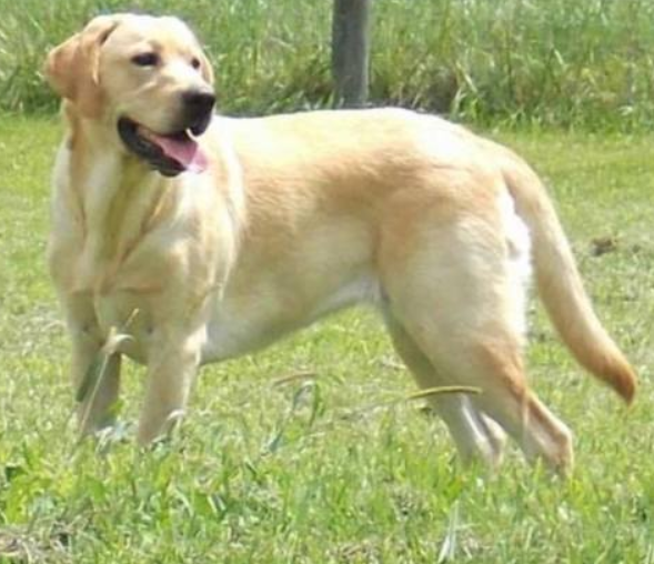 Reign Drop | Yellow Labrador Retriver