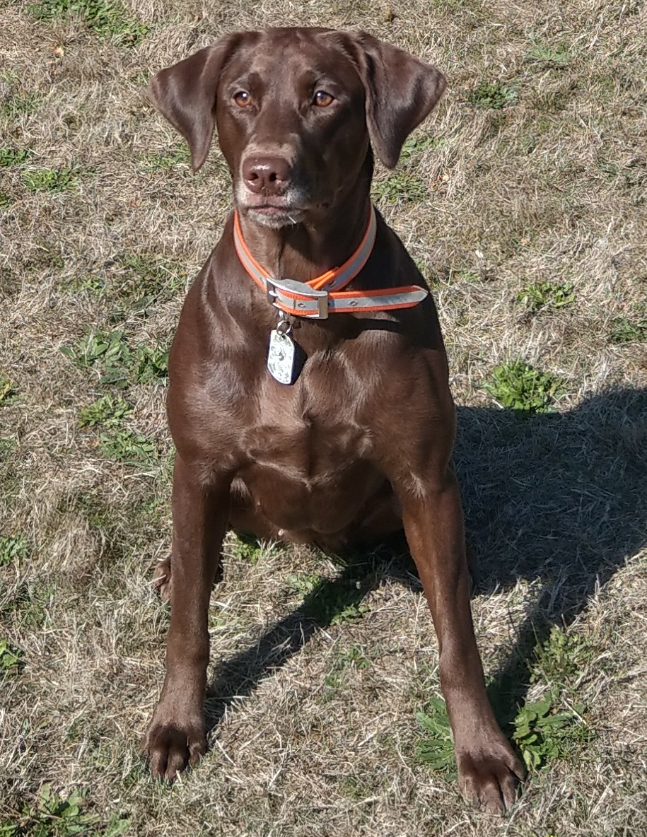 Rattlinridge's Wild Thing | Chocolate Labrador Retriver