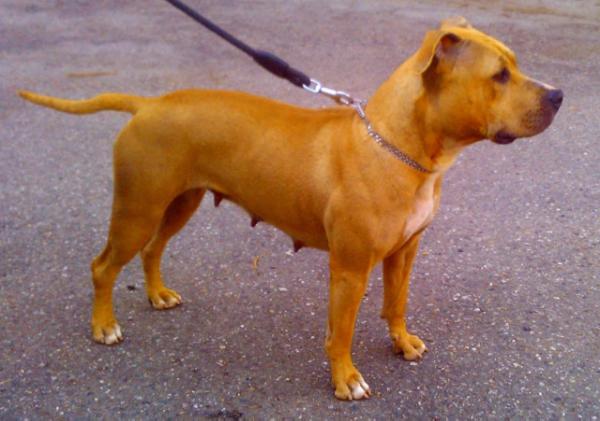 Frida | American Staffordshire Terrier 