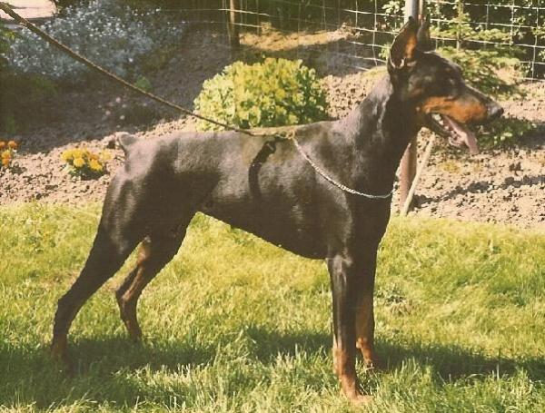 Britt v. Schuylenburcht | Black Doberman Pinscher