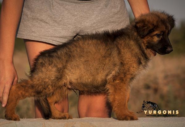 Yurgonis Ober | German Shepherd Dog 