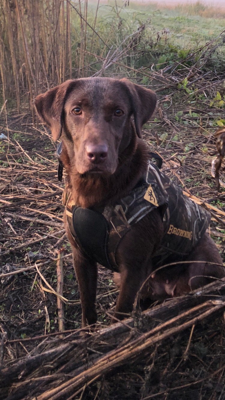 Kona Gump Her Teaux | Chocolate Labrador Retriver