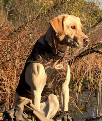 Unleash The Duke Of The Ville | Yellow Labrador Retriver