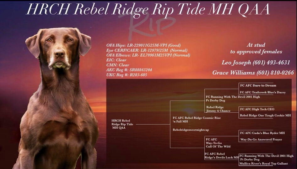 HRCH Rebel Ridge Rip Tide MH QAA | Chocolate Labrador Retriver