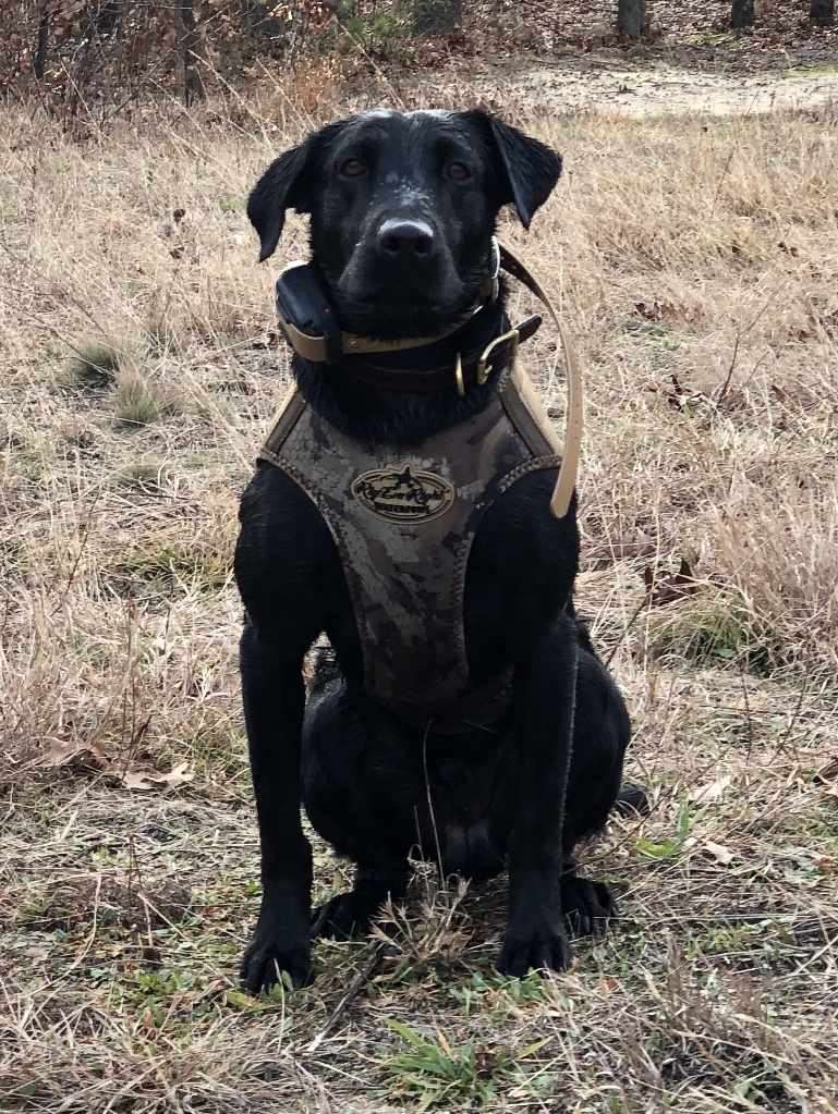 HR BUO’s Here Comes The Boom | Black Labrador Retriver