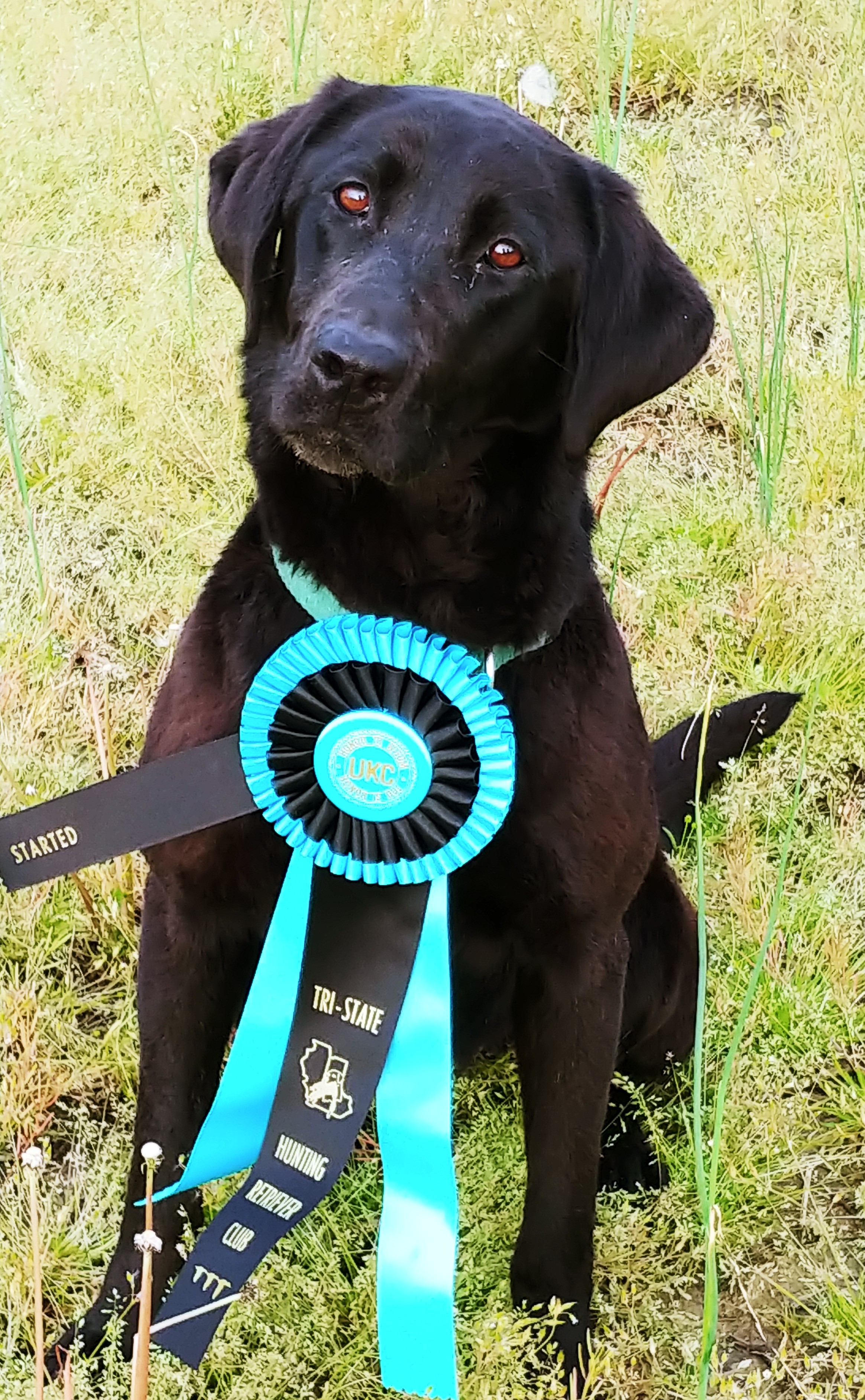 SHR. HR Labs For Life's High Flying Vada JH | Black Labrador Retriver