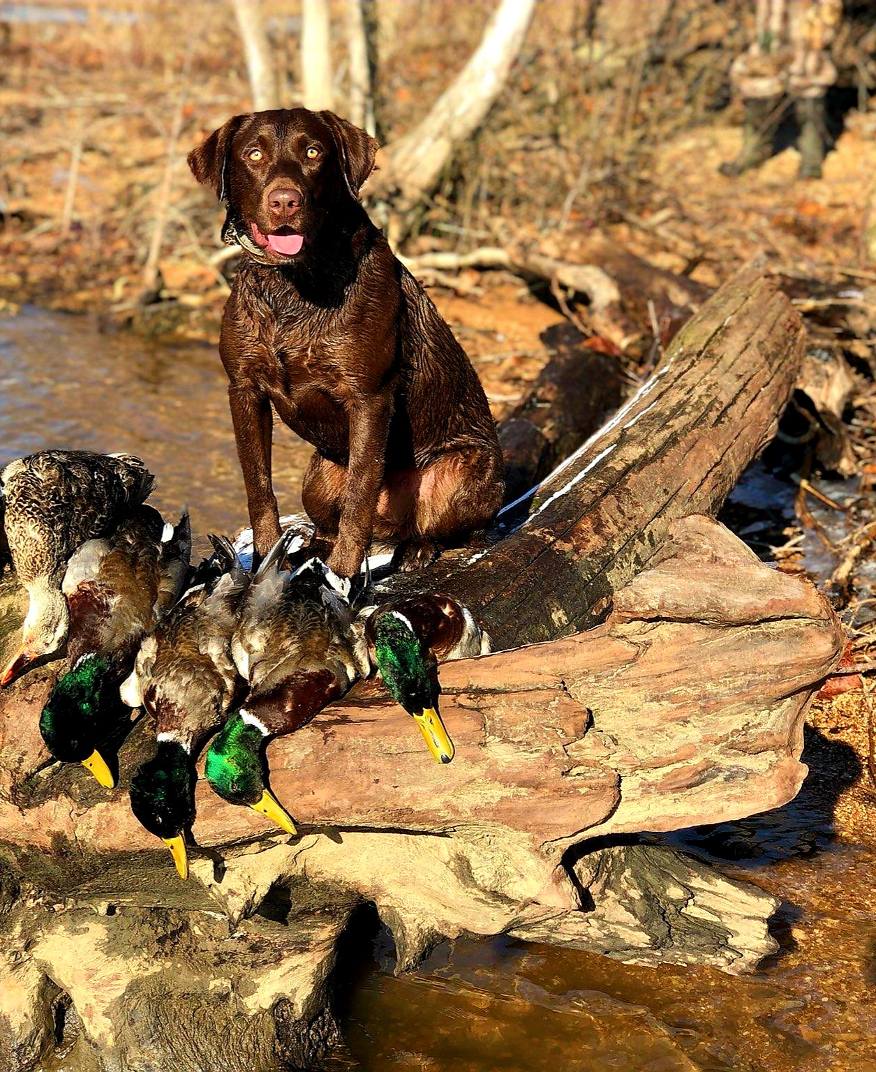 HRCH Ruby Starr's Big N Choc Gypsy SH | Chocolate Labrador Retriver