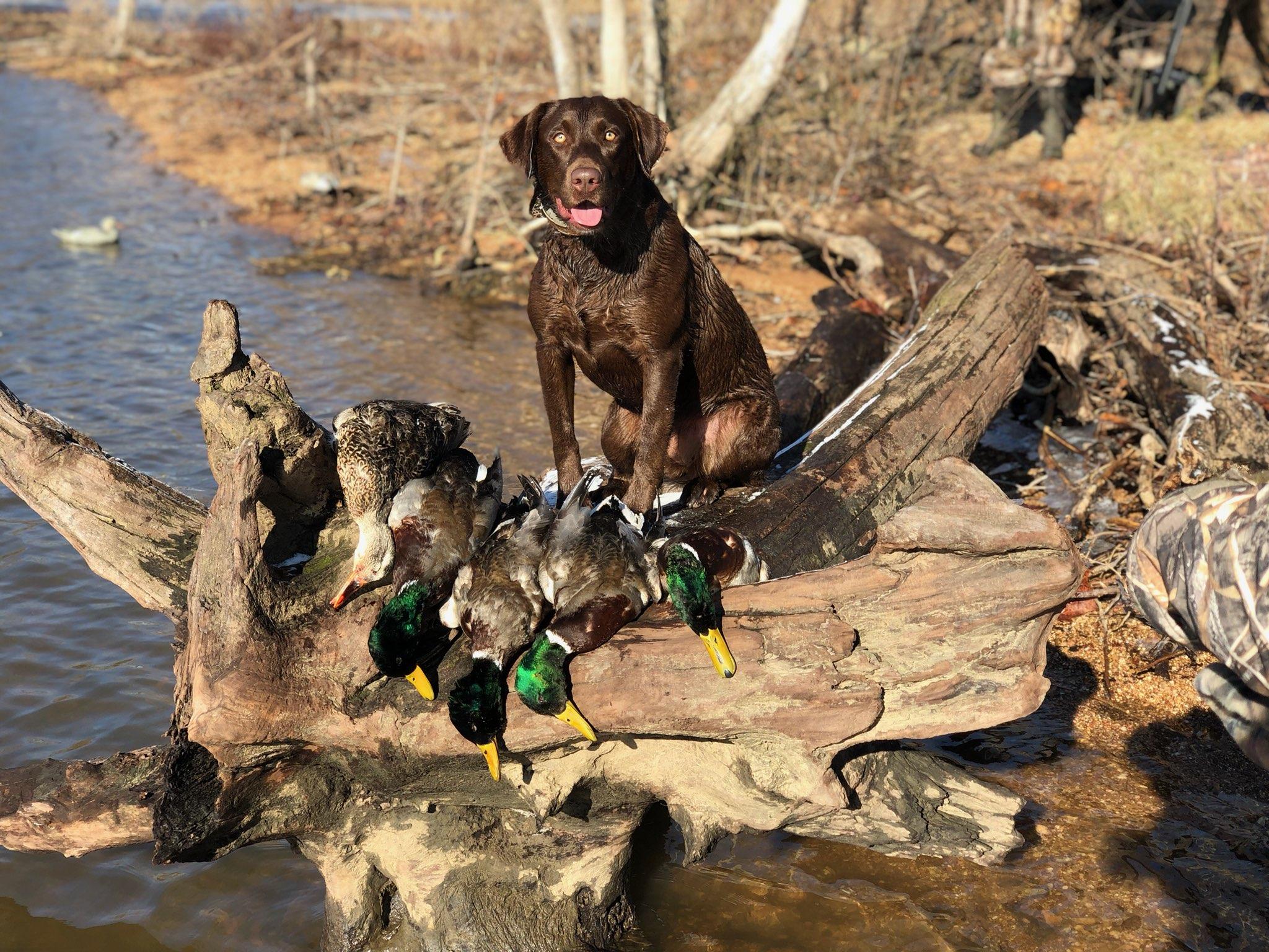 HRCH Ruby Starr's Big N Choc Gypsy SH | Chocolate Labrador Retriver