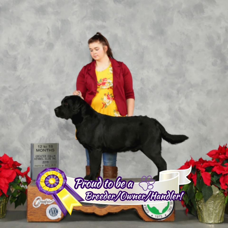 Int. Ch. CH Ss Black Blood Prince Nck CGC | Black Labrador Retriver