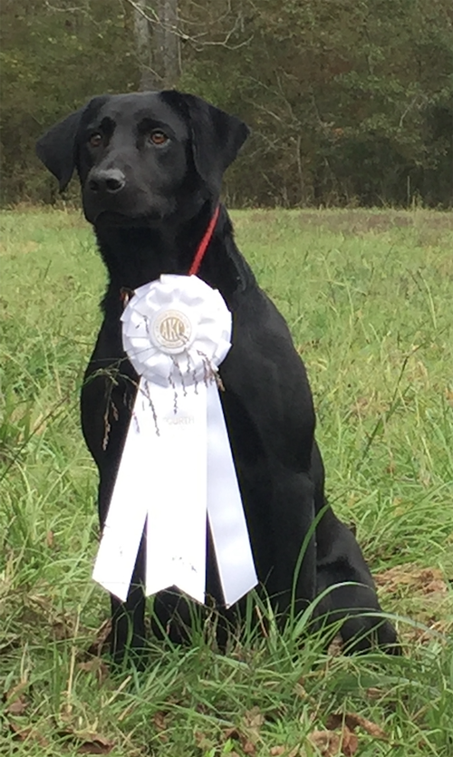 Duckduckgo For Blue | Black Labrador Retriver