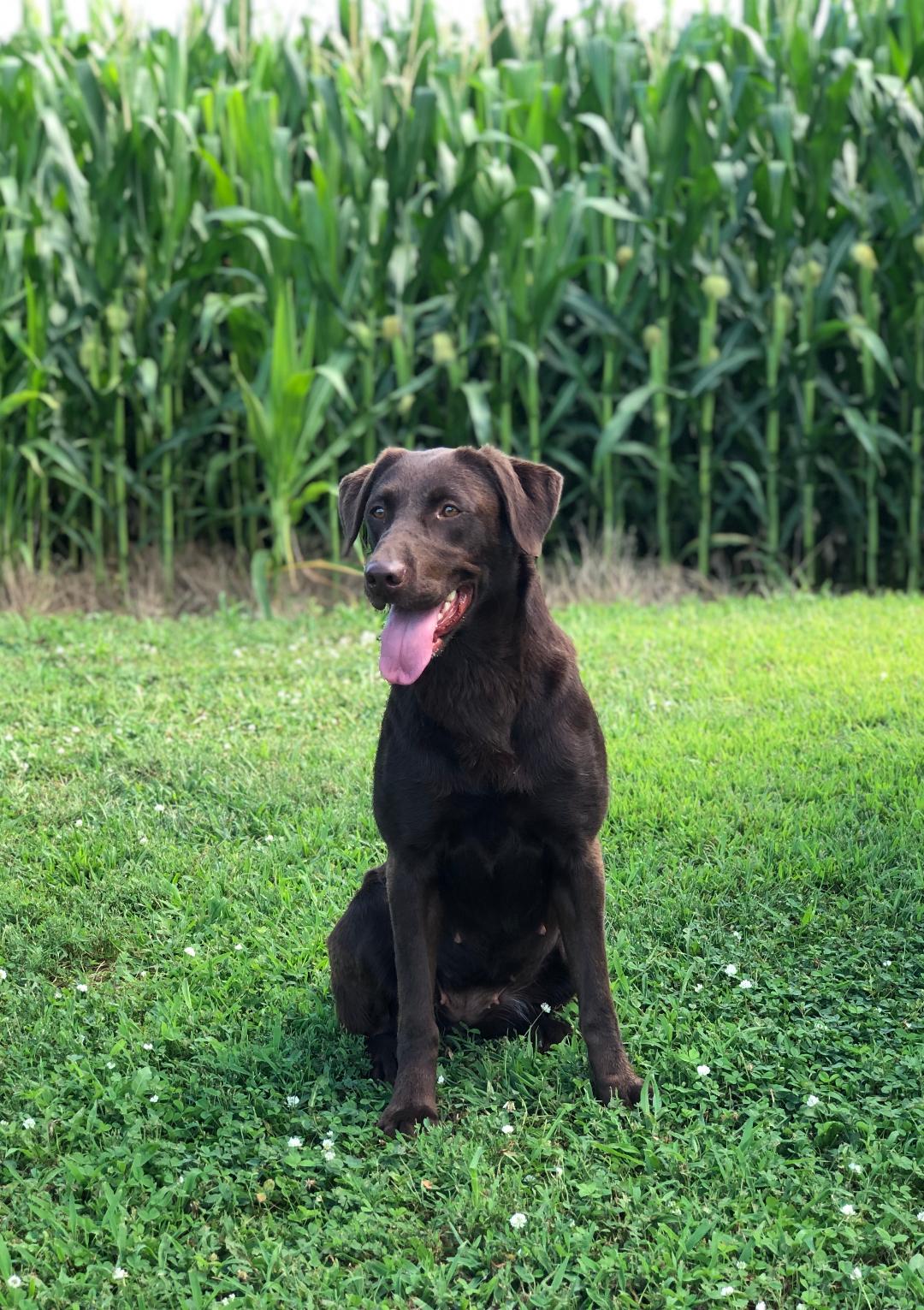 HR FLK's Mother Of Dragons | Chocolate Labrador Retriver