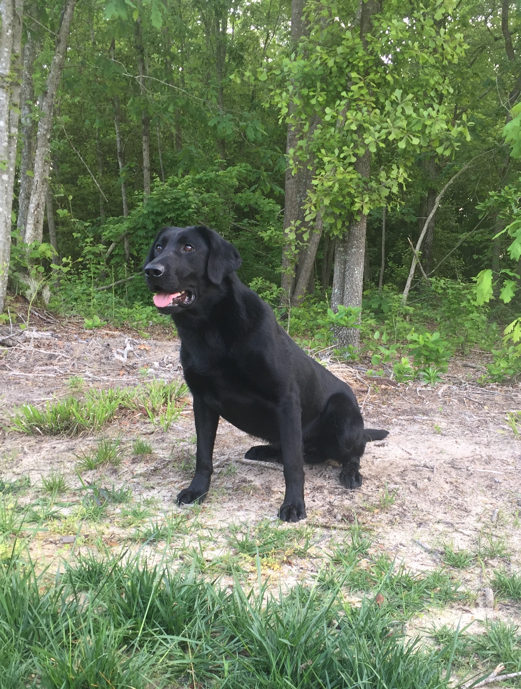 Triple Crown’s Jackpot MH | Black Labrador Retriver