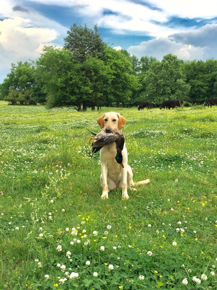 Grady’s Rowdy Cheyenne | Yellow Labrador Retriver