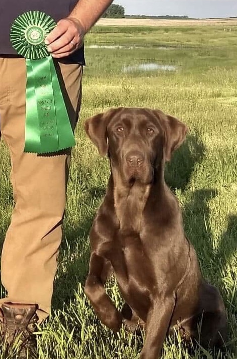 Leitner Farms Chocolate Eclaire MH | Chocolate Labrador Retriver