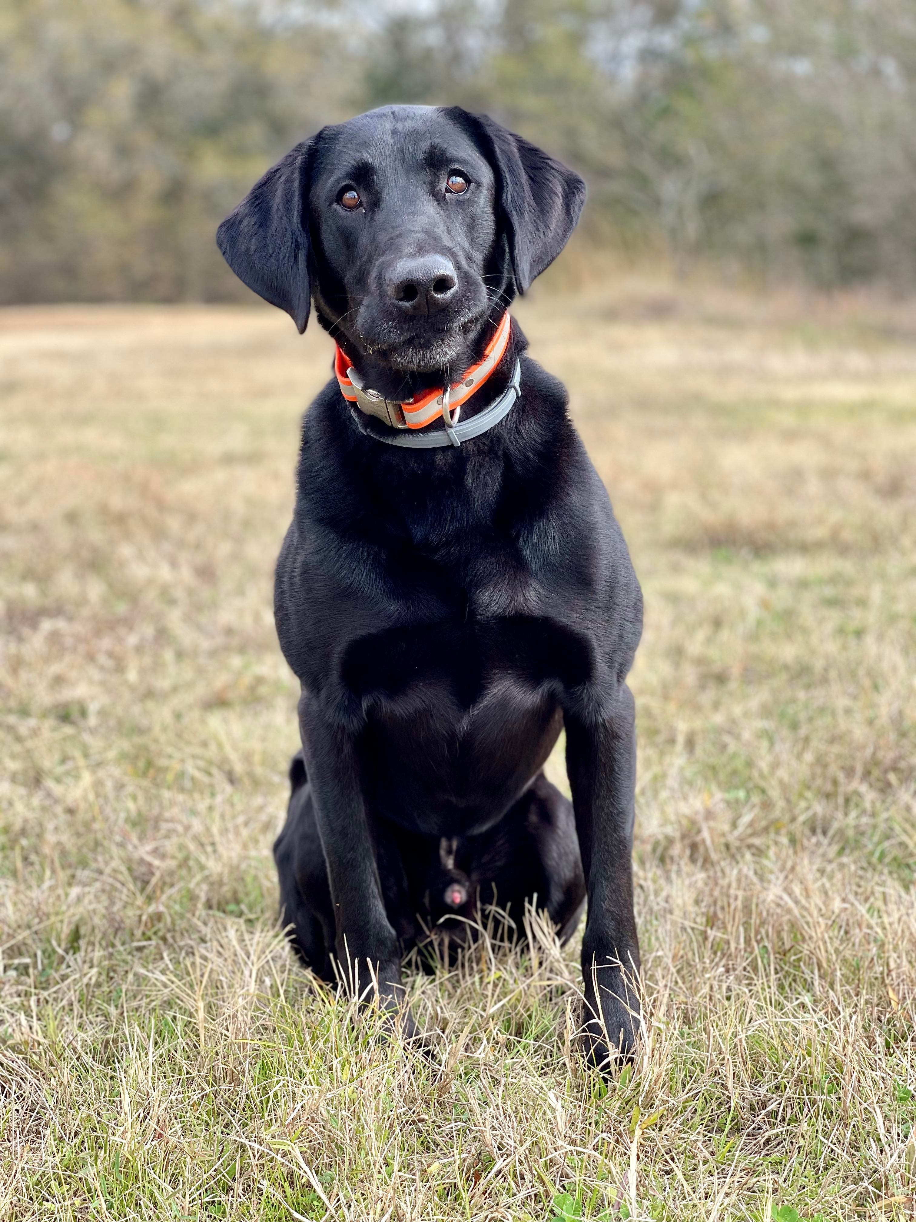 Pepperjack’s Deal Me An Ace QA2 | Black Labrador Retriver