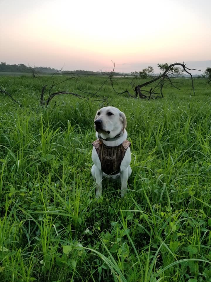 Bella Duck Duchess | Yellow Labrador Retriver