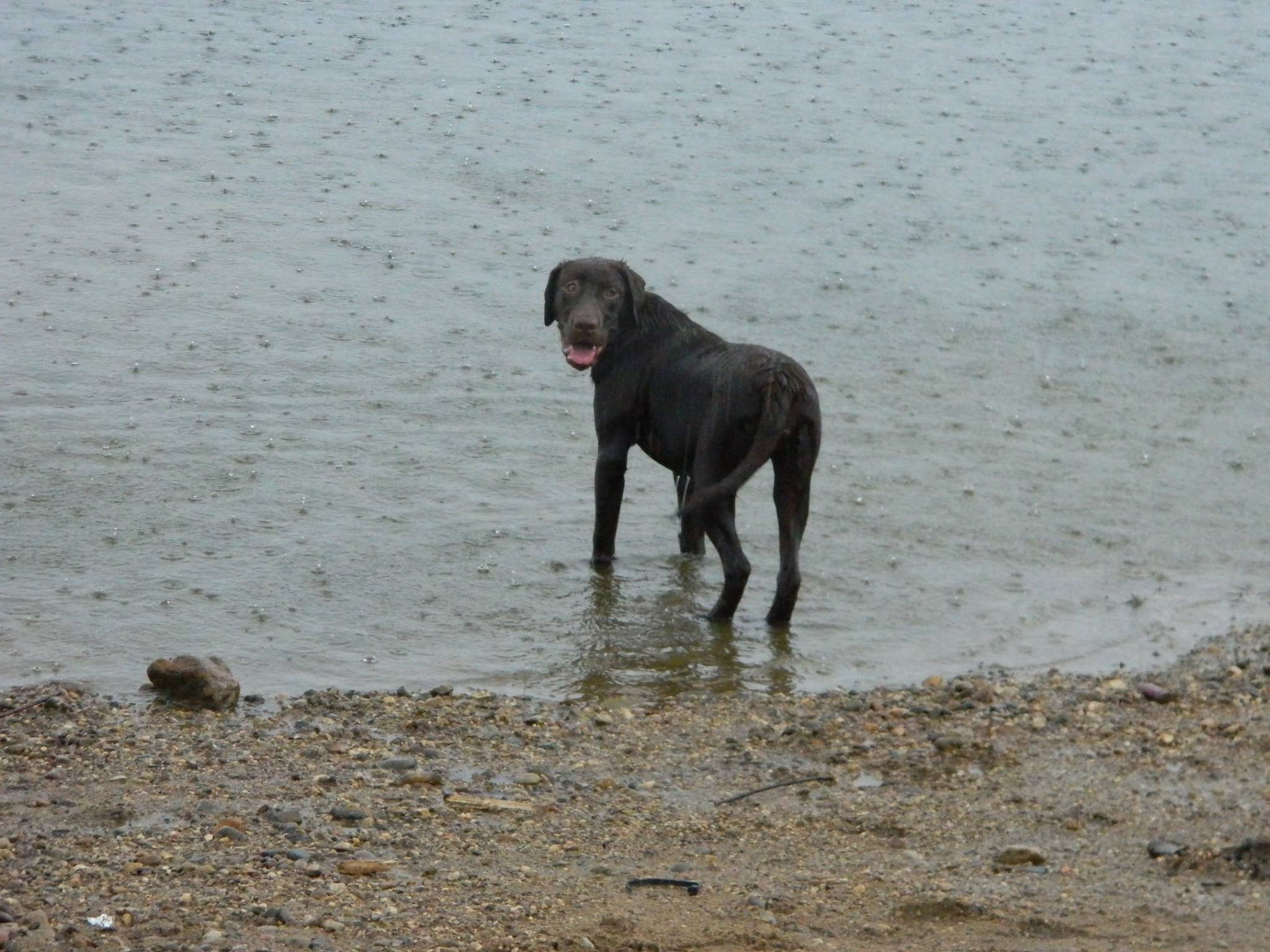 Chocolate Briar Rose Dutchess | Chocolate Labrador Retriver