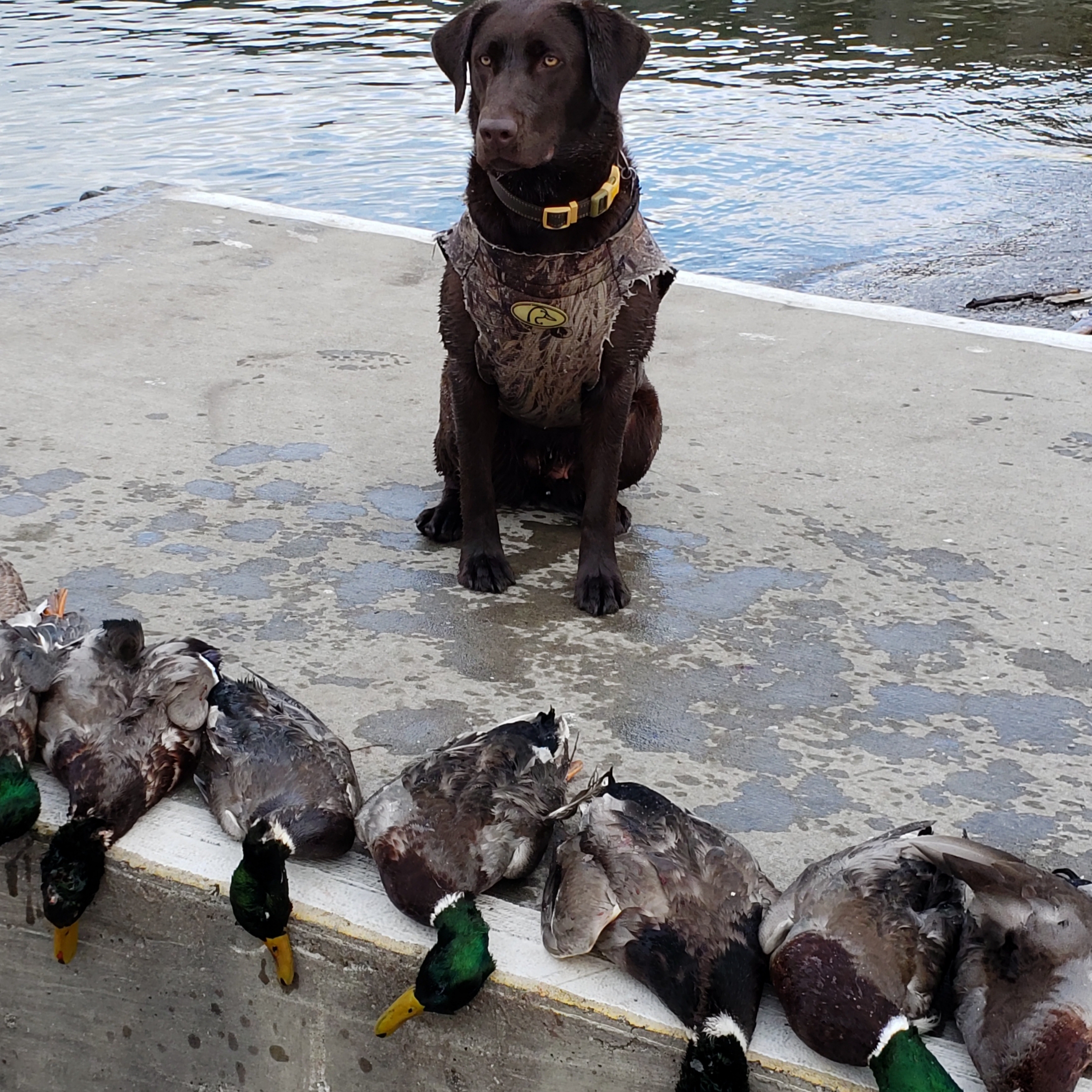 Luttrell's Coco SH | Chocolate Labrador Retriver