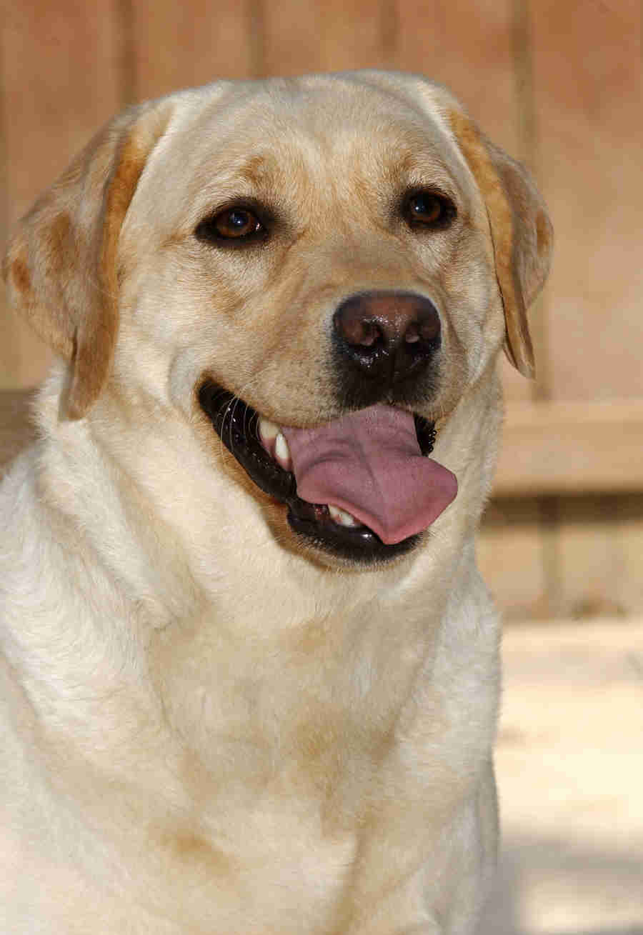 Chilbrook Golden Dawn | Yellow Labrador Retriver