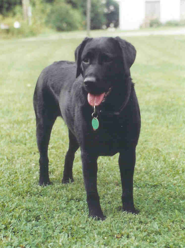 Chilbrook Limerick CD TDI CGC | Black Labrador Retriver