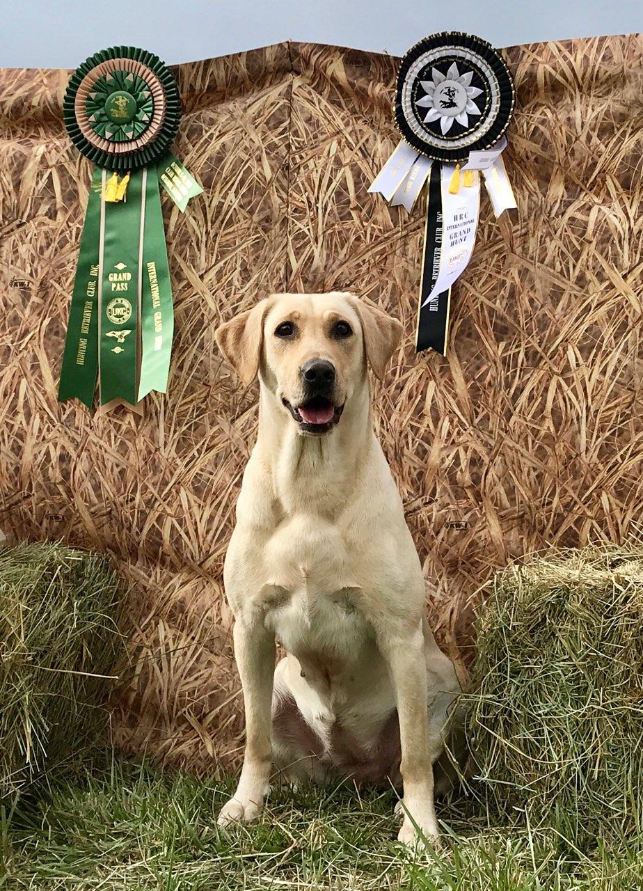 GRHRCH DeBocks Ice Cold Natty MH | Yellow Labrador Retriver