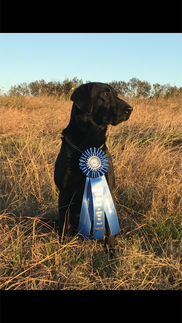 HRCH Roseberry's Soar On Wings Like Eagles QA2 - MH | Black Labrador Retriver