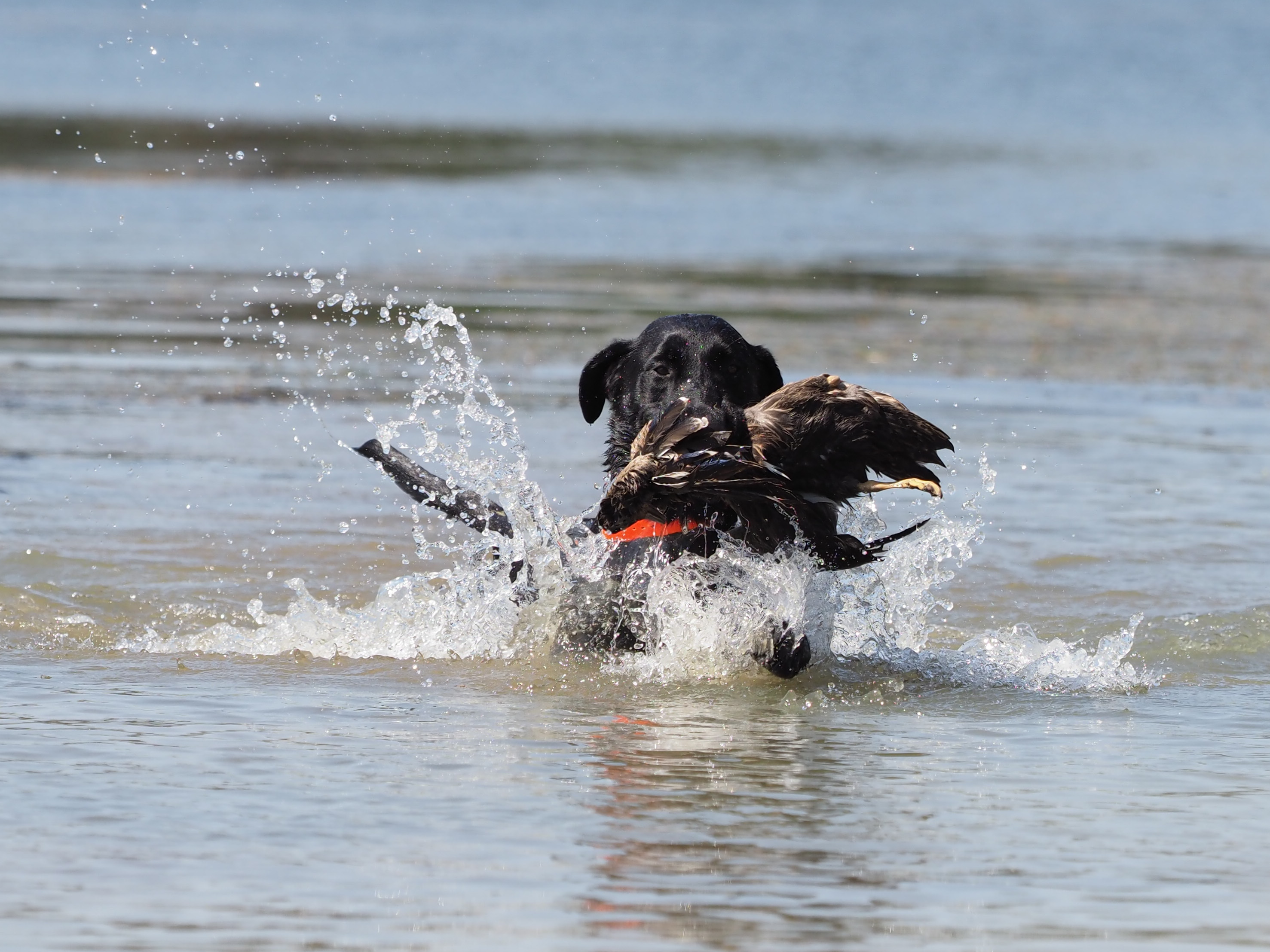 SHR Hank’s a Ramblin Man | Black Labrador Retriver