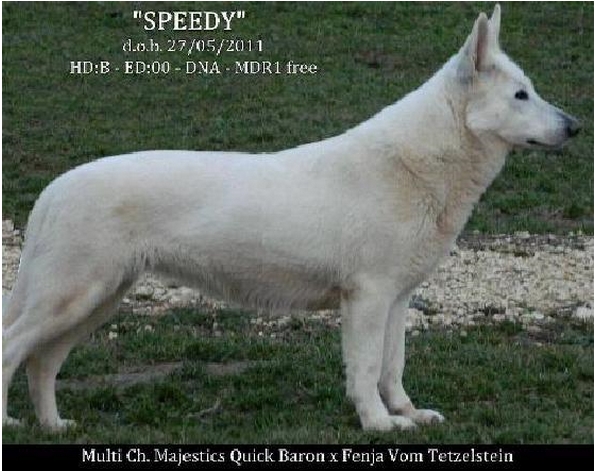 SPEEDY (called BARONESSA) | White Swiss Shepherd Dog 