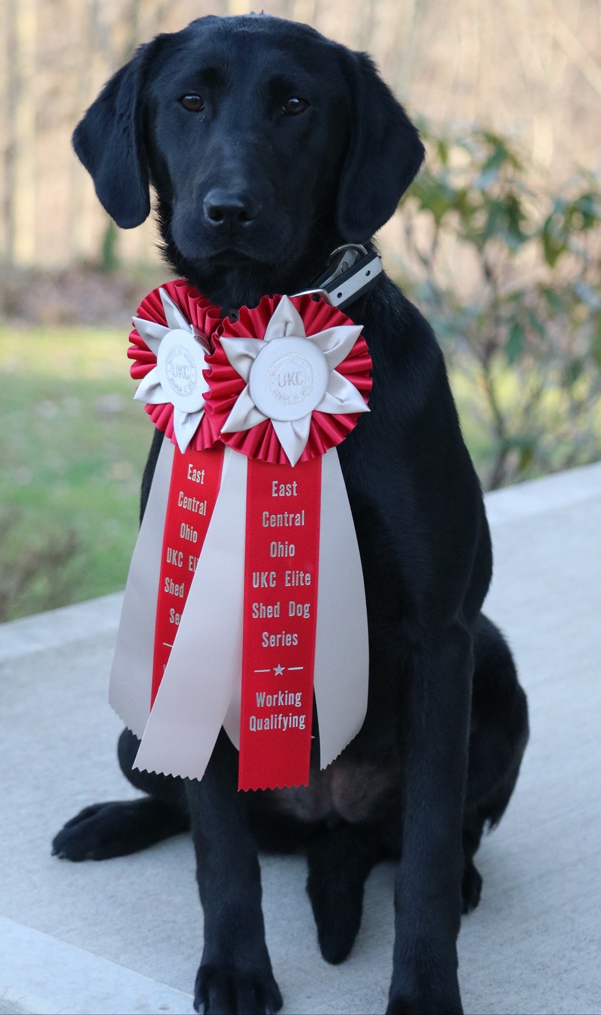 GRCHSD Platte Valleys Nothing But The Tail lights | Black Labrador Retriver