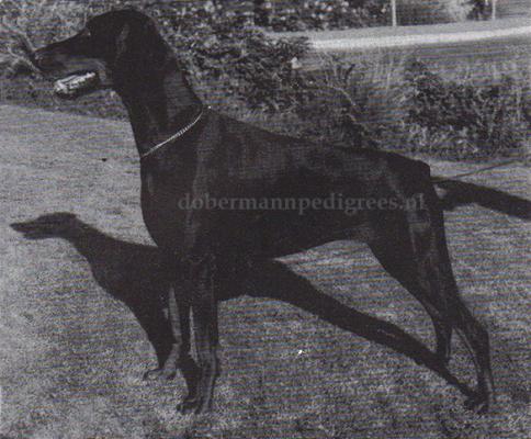 Doberhill Black Minna | Black Doberman Pinscher