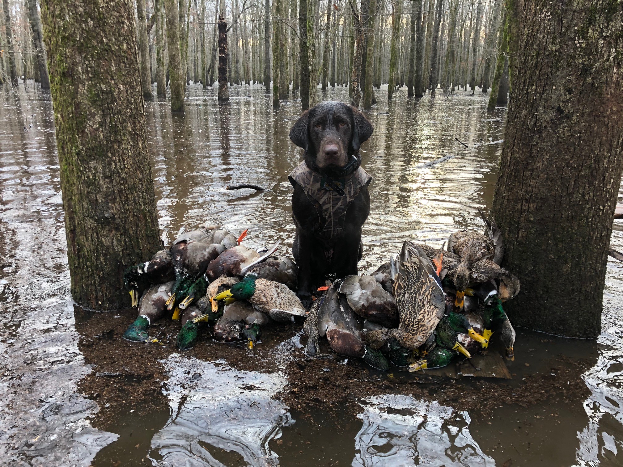 SHR  RFC’s  Straight Shootin' Nelli | Chocolate Labrador Retriver