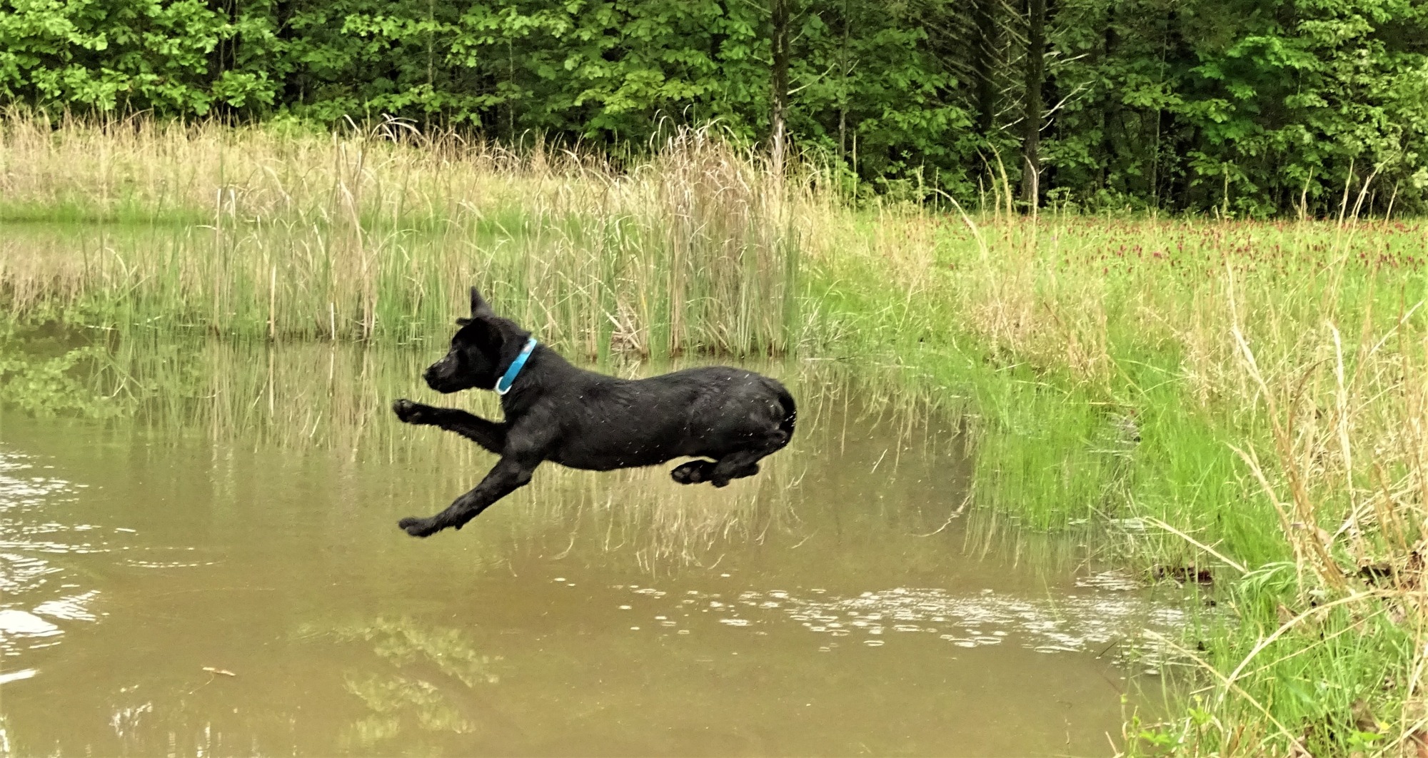 HR/WSD Blue Clays No Guts No Glory SH | Black Labrador Retriver