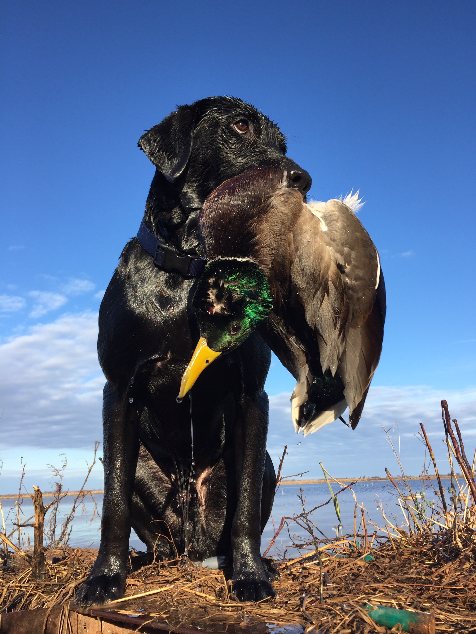 Riparian Yellow Finn Squealer | Black Labrador Retriver