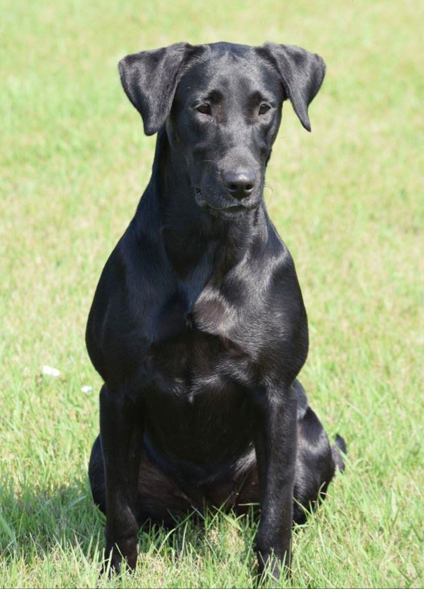 CPR North Lakes Swingin And Stingin | Black Labrador Retriver