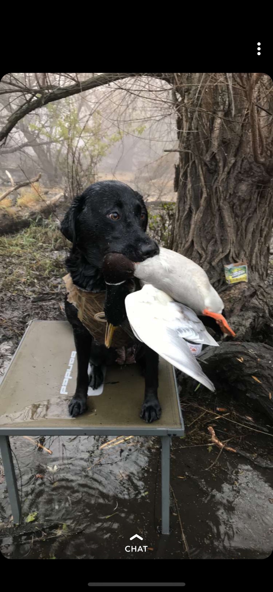 Elbert's Algona Rough Ryder SH | Black Labrador Retriver