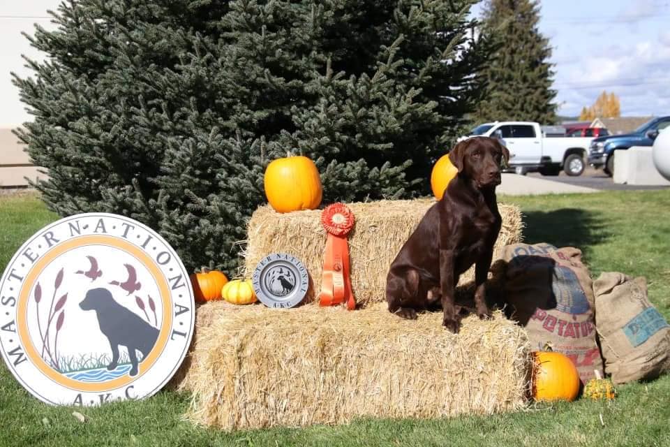 HRCH Aimpowers Captain's Creole Cash MH | Chocolate Labrador Retriver