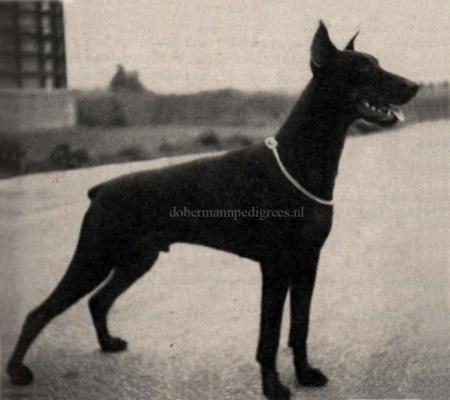 Ali v. Forellenbächle | Brown Doberman Pinscher