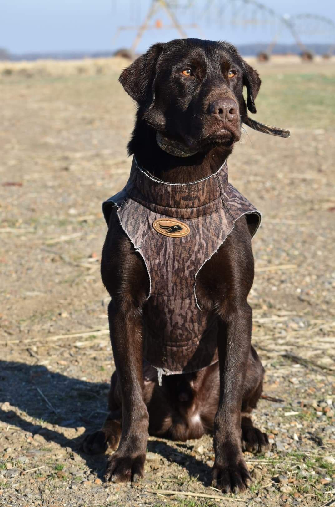 HRCH Aimpowers Captain's Creole Cash MH | Chocolate Labrador Retriver