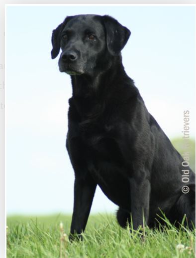 Int FtCH Lesser Burdock Abbotstone MH | Black Labrador Retriver