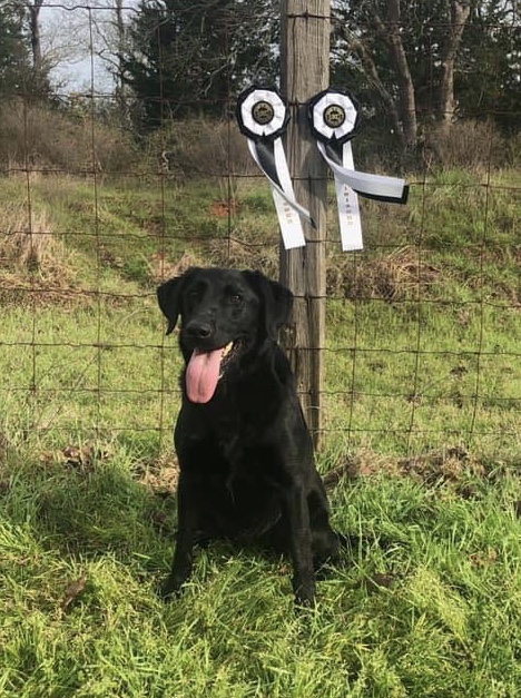 HRCH Sawyers Win First Sadie MH | Black Labrador Retriver