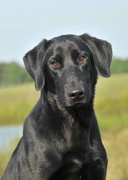 HRCH  Soggy Acres Red Baron MH QAA | Black Labrador Retriver