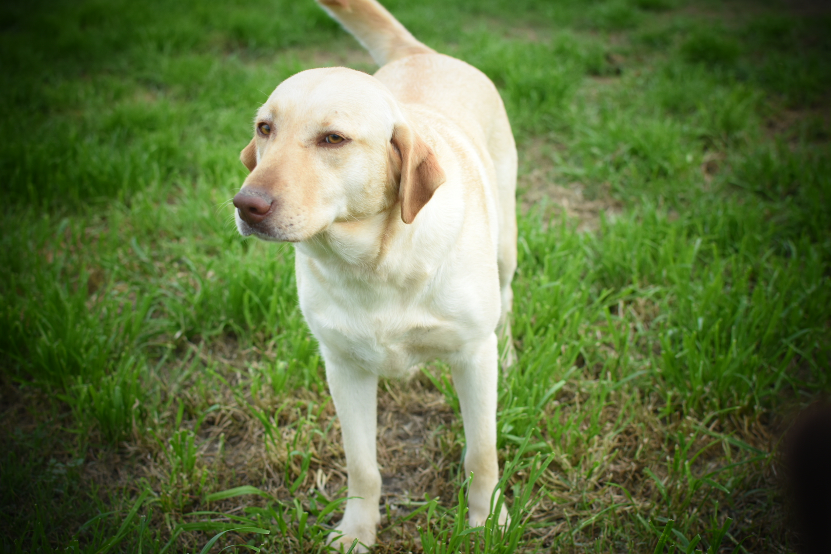 Tmh Rose Dunn It DN | Yellow Labrador Retriver