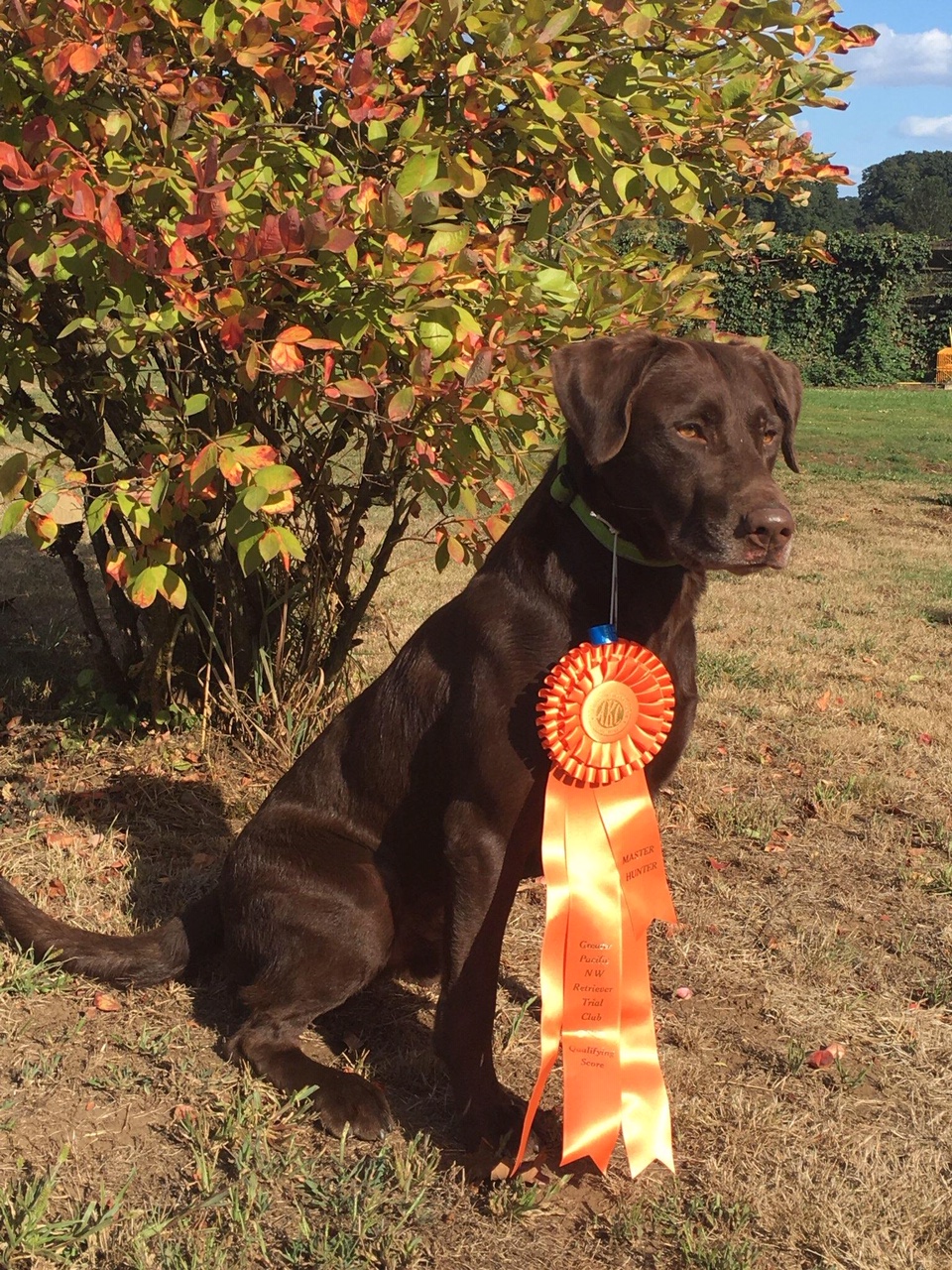 Way-da-go Hidden Treasure MH | Chocolate Labrador Retriver